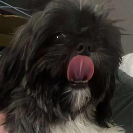 Jubilee - Shih Tzu