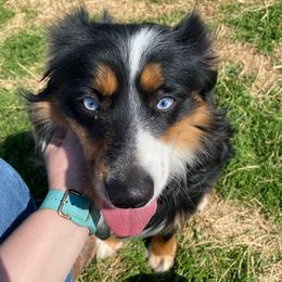 Rosco  - Miniature Australian Shepherd