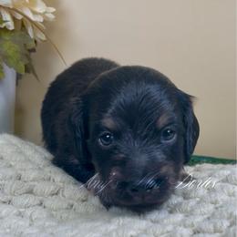 Atlas - Cream male Dachshund puppy in Jena, Louisiana from Amy’s Mini Doxies