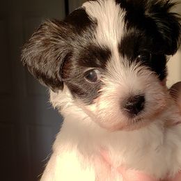 Havanese from Happy Tails Havanese