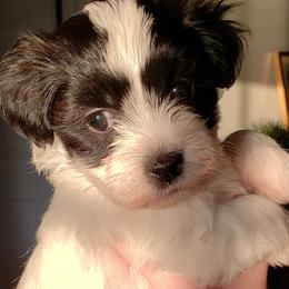 Havanese from Happy Tails Havanese