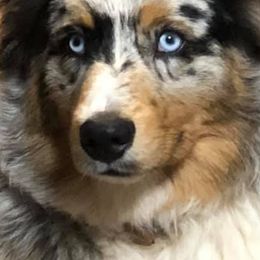 Australian Shepherds from MRT Aussies