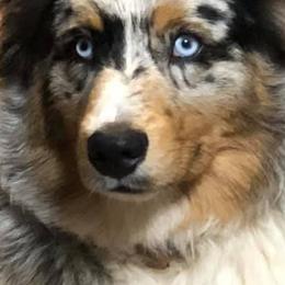 Australian Shepherds from MRT Aussies