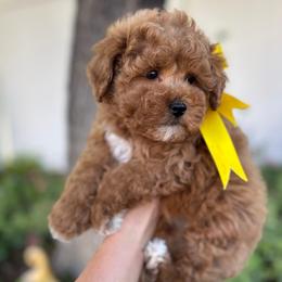Navy - Red  male Goldendoodle puppy in Herriman, Utah from Gypsi Doodles & Poodles LLC.