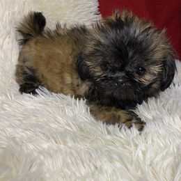 Boy 2 - Brindle male Shih Tzu puppy in Zeigler, Illinois from Dandy Little  Shih Tzu, Shih Poo's and Toy Poodles