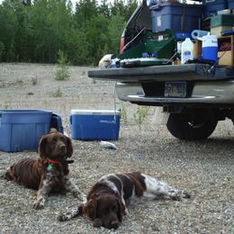 Kleine Munsterlanders from Julson Kennel