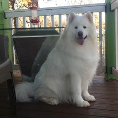 Sultan (aka Mr. Wonderful) - Samoyed