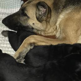 German Shepherd Puppies from Sandy’s Shepherds