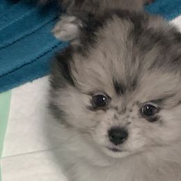 Chloe - Blue merle Pomeranian puppy in Colton, Oregon from Shelli’s Pampered Poms