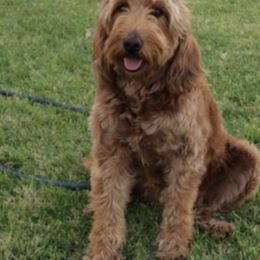Goldendoodle Puppies from Natalie Cole's Goldendoodles