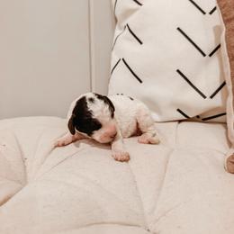 Oak - Brown and white male Aussiedoodle puppy in Tryon, North Carolina from Melrose Mountain Farm