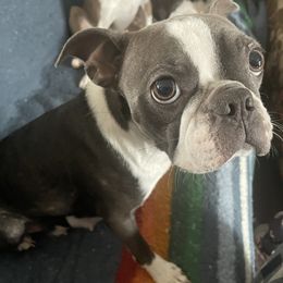Violet - Boston Terrier