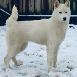 Pearl - Siberian Husky