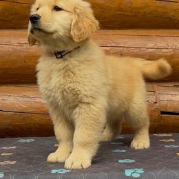 Dolly - Golden female Golden Retriever puppy in North Pole, Alaska from Mulberry Retrievers