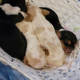 Basset Hound Puppies from Genuine Bassets