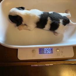 Eli - Black and white male Chihuahua puppy in Red Bluff, California from Aye Chihuahua