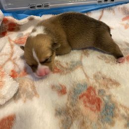 Peanut - Red male Pembroke Welsh Corgi puppy in Snellville, Georgia from Laur's Classic Corgis