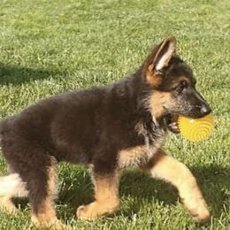 German Shepherds from Haus Der Valkyrie German Shepherds