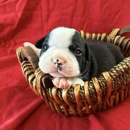 Krampus - Black and white male Boston Terrier puppy in Kingsport, Tennessee from Dreamweaver Bostons