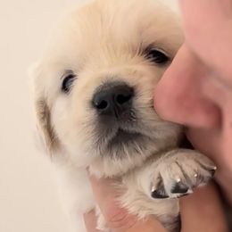 Golden Retriever Puppies from INGOLD Retrievers