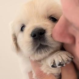 Golden Retriever Puppies from INGOLD Retrievers