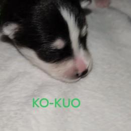 Boy 2 (KO-KUO aka Ko.Ko) - Black and white male Pomsky puppy in Norfolk, Virginia from 'Brick'House Couture Pomskies