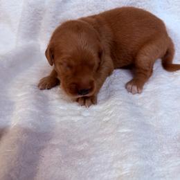 Clemintine (light green female) - Dark golden female Golden Retriever puppy in Stigler, Oklahoma from Red MAX Golden Retrievers