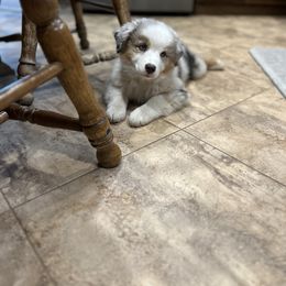 Australian Shepherd Puppies from Mud Path Australian Shepherds