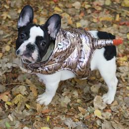 Rhysand - Brindle and white male French Bulldog puppy in Twin Falls, Idaho from Whispering White Pines Labradors
