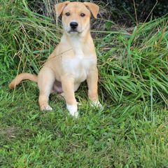 Carolina Dog Puppies from Williams Sweet Carolina