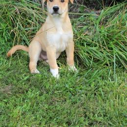 Carolina Dog Puppies from Williams Sweet Carolina