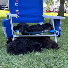 Portuguese Water Dog Puppies from Yellowstone Porties
