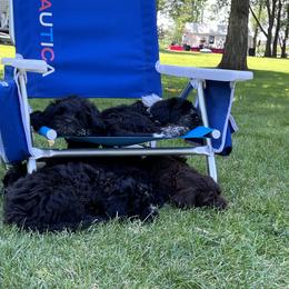 Portuguese Water Dog Puppies from Yellowstone Porties