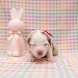Birdie - Red Collar - Red merle female Miniature Australian Shepherd puppy in Lacombe, Louisiana from Indigo River Toy & Mini Aussies