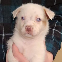 Australian Shepherds from Serenity Ranch