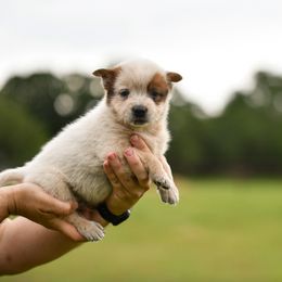 -Boy 3 - Red speckled male Australian Cattle Dog puppy in Kaufman, Texas from Emberwick Ranch