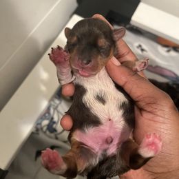 Mars - Merle male Yorkipoo puppy in Gastonia, North Carolina from Precious pups dynasty kennel