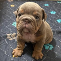 Trakr - Boy 2 - Lilac Tri - Lilac tri-color male Bulldog puppy in Lakeland, Florida from Fur Love And Puppies