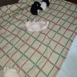 Pomeranian Puppies from Cynthia's Pomeranians