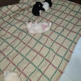 Pomeranian Puppies from Cynthia's Pomeranians