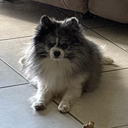Smokey - Pomeranian