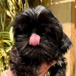 Mochi - Sable male Shih Tzu puppy in Victorville, California from Precioustzus