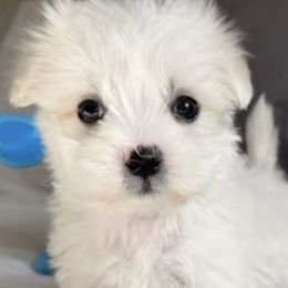 Cotons de Tulear from AVLCOTONLOVE
