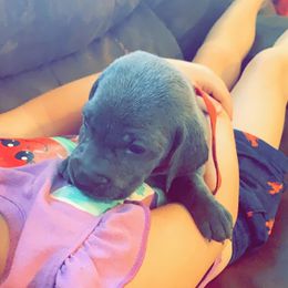 Weimaraner Puppies from North Georgia Weims