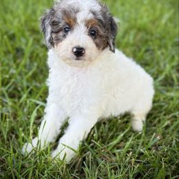 Theo - Blue merle male Assorted Doodle Crosses puppy in Ohio from Holley Doodles