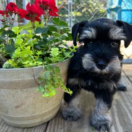 Male 1 - Black and silver male Miniature Schnauzer puppy in Lowell, North Carolina from Prestigious Schnuazers