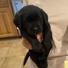 Boy 3 - Black male Labrador Retriever puppy in Seymour, Tennessee from Pride of the Southland Labs