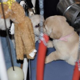 Labrador Retriever Puppies from Loudon's Labradors