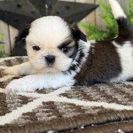 Lila - Red and white female Shih Tzu puppy in New York, New York from Falling Star