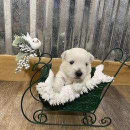 Girl 1 - White West Highland White Terrier puppy in Cottonwood, Texas from Davis Westies
